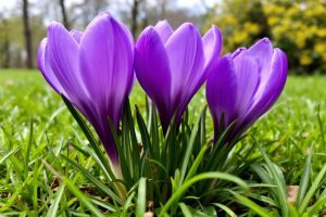 Salisbury : 4,000 purple crocuses planted in Churchill Gardens